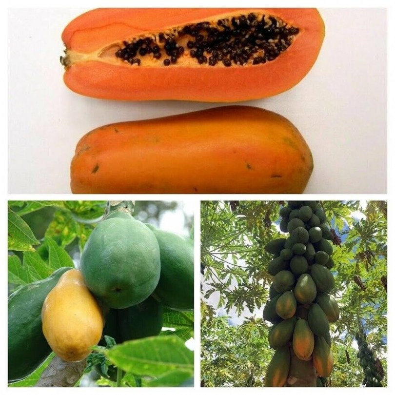 PAPAYA VÁLOGATÁS A VILÁG MINDEN TÁJÁRÓL 3 fajta - Akciós vetőmagok az Egzotikus Növények Stúdiója kínálatából